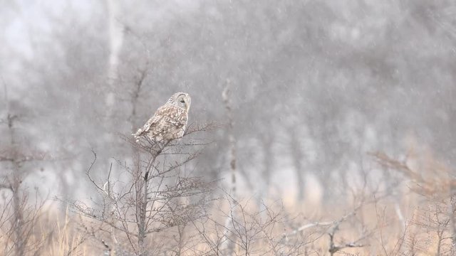 降雪の中のフクロウ(ural owl)