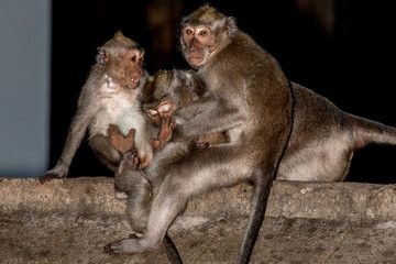 Naklejka na ściany i meble Indonesia macaque monkey ape close up portrait