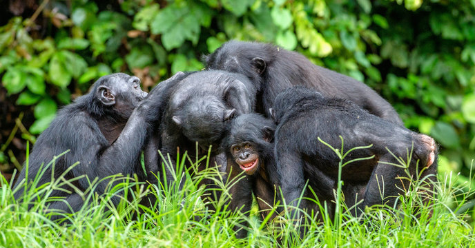 Bonobo in natural habitat. Green natural background.
