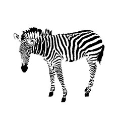 Fototapeta na wymiar black and white zebra, isolated animal vector illustration