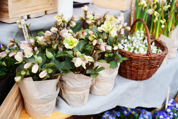 Flowers on farm market