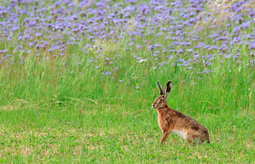 Feldhase auf Wiese vor floralen Hintergrund