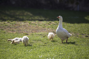 goose and goslings on grass
