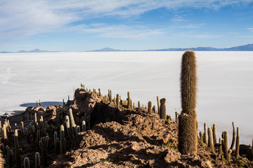 Cactus in Uyuni