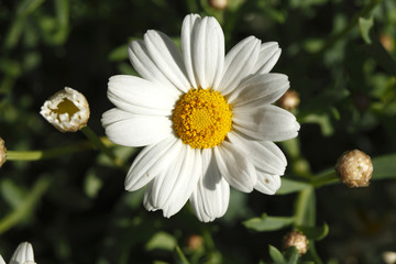 Gänseblümchen, Blüten