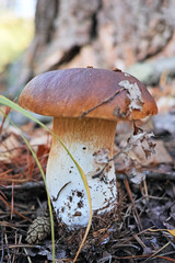Porcini mushroom in the forest
