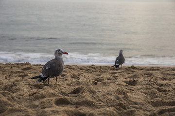 Seagulls on the Beach
