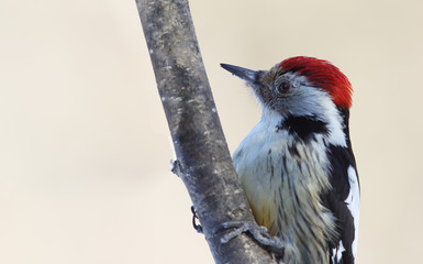 Portrait of a woodpecker, who is sitting on a branch