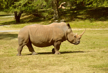 Obraz premium Rhinoceros