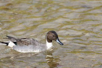 Pintail