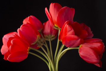 frech beautiful red tulips