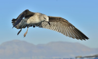Flying Juvenile  Kelp gull (Larus dominicanus), also known as the Dominican gull and Black Backed Kelp Gull. Blue sky background. False Bay, South Africa