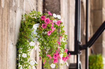 Flowers petunia hanging basket against a old wall building.