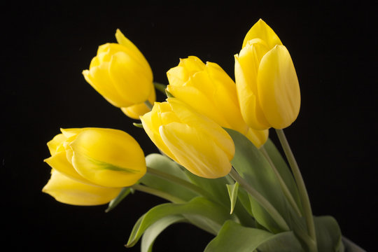 Fototapeta Yellow tulips on black background