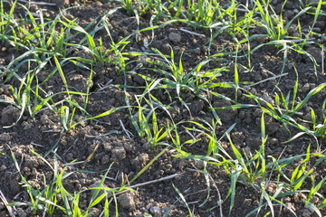 germinating grain