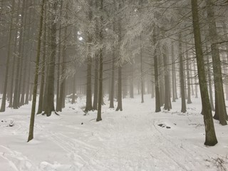 Wald im Winter