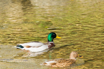 a wild ducka mallard