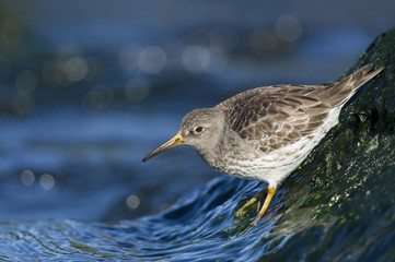 Sandpiper at the Waters Edge