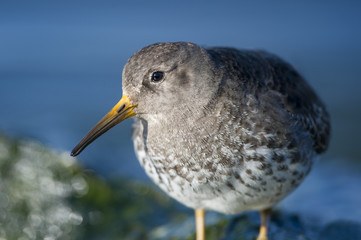 Obraz premium Purple Sandpiper Portrait