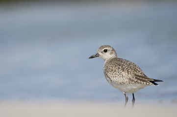 Obraz premium Black-bellied Plover in the Sun