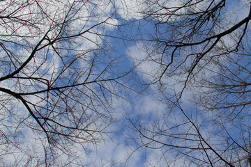 Fototapeta na wymiar branches of tree branches on the blue sky background