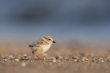Cute Piping Plover Chick