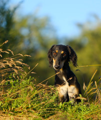 Portrait of a black hunting dog. Saluki sitting in the dry grass. Greyhound dog in the woods in autumn.