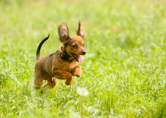 Little active dog on the green grass. Puppy red jumping outdoors. Pet walks on a summer lawn. Russian Toy