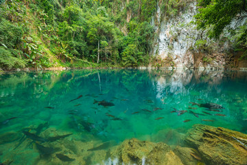 Lom Phu Kiew pond is located in Ngao district of Lampang province, Thailand which has emerald color water and many type of healthy fish.