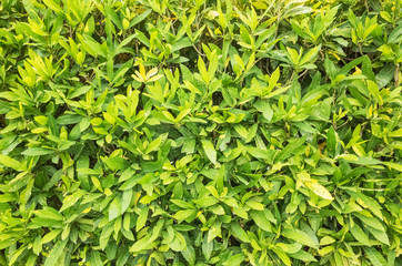 Nature background of green