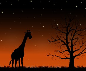 Silhouette of a giraffe standing on the night background
