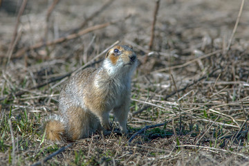 funny gopher