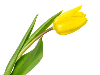 Yellow tulip over white background