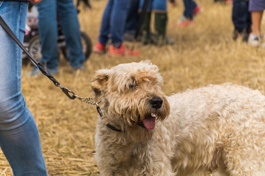 irish softcoated on a grass field with people in the background