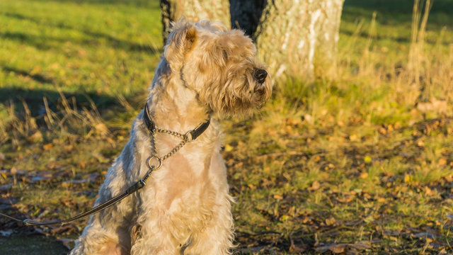 irish softcoated terrier siting in autumn sunset