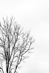 Fototapeta premium Gray tree branches on white background