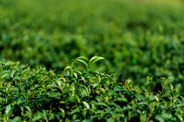 Closeup green tea fresh leaves in plantation