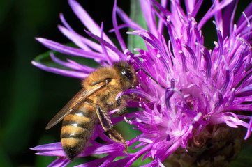 A bee collects nectar from pink flowers.