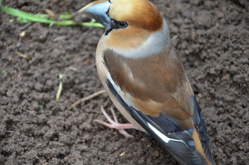 Coccothraustes in on the ground