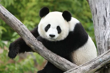  Grote panda © yulia