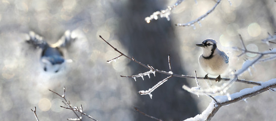 geai bleu dans les bois