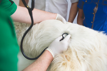 Veterinarian or doctor checking up golden retriever dog at vet clinic.Colored,Under exposed photo