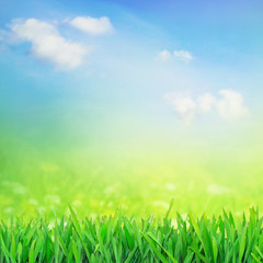 Fototapeta na wymiar Spring grass field in sunshine