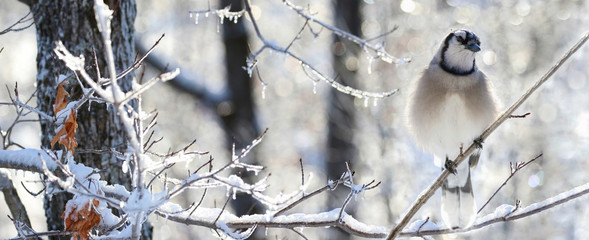 sur une branche en hiver