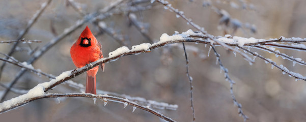  cardinal sur une branche