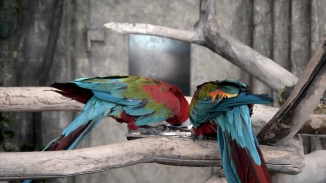 Green-winged macaw drinking water