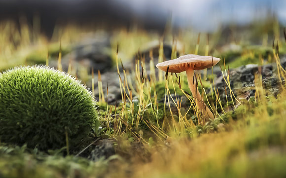 Mushroom