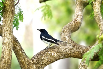Oriental magpie robin, Copsychus saularis, bird hold on branch