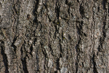 Texture of Tree Bark close up 