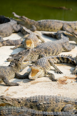 Water bodies on the Crocodile baby